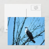 オスプレイ ポストカード (正面/裏面)