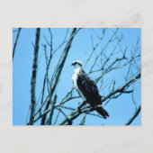 オスプレイ ポストカード (正面)