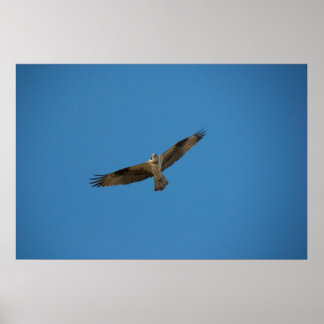 オスプレイ「死んだ川の王」 ポスター