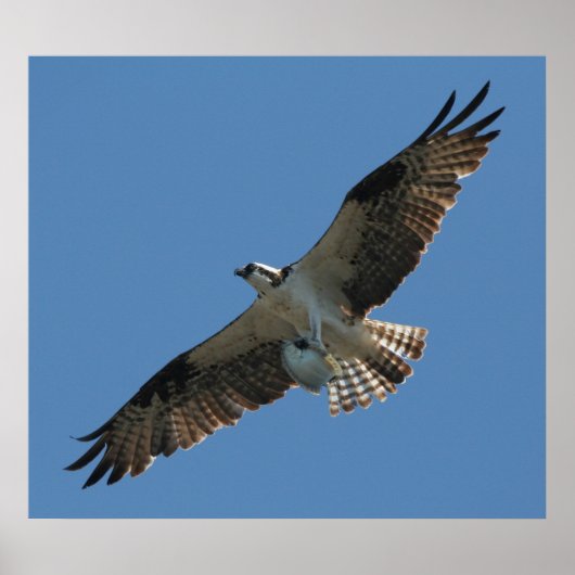 オスプレラプターバード&ハリバーブフィッシュプリント ポスター (正面)