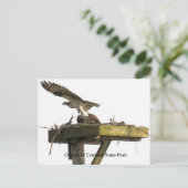 オスプレーオブコドロス州パーク ポストカード (スタンド正面)