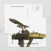 オスプレーオブコドロス州パーク ポストカード (正面/裏面)