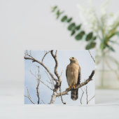 オスプレーポストカード ポストカード (スタンド正面)