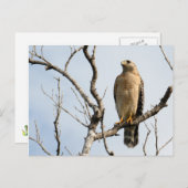 オスプレーポストカード ポストカード (正面/裏面)