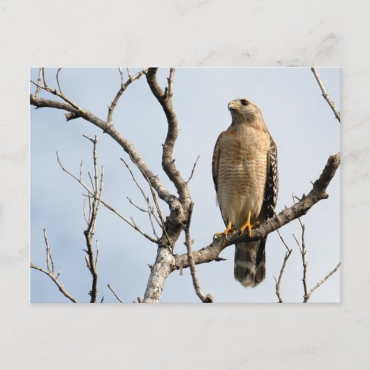 オスプレーポストカード ポストカード (正面)