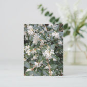 オスマントスBurkwoodiの公園はがき ポストカード (スタンド正面)