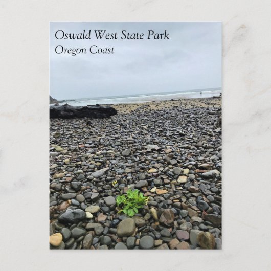 オスワルドウエスト州パーク，オレゴン州コースト ポストカード (正面)