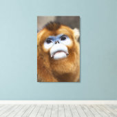 オス金猿Pygathrix roxellana キャンバスプリント (インサイチュ (ウッドフロア))