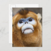 オス金猿Pygathrix roxellana ポストカード (正面/裏面)