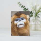 オス金猿Pygathrix roxellana ポストカード (スタンド正面)