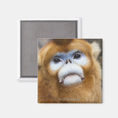 オス金猿Pygathrix roxellana マグネット (正面/裏面)