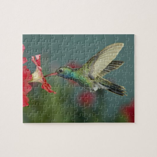 オス食べ物を与えはアリゾナ州マデラ・キャニオンにあるペチュニアにいる。 ジグソーパズル (横)