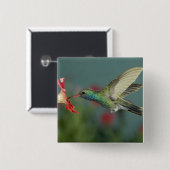 オス食べ物を与えはアリゾナ州マデラ・キャニオンにあるペチュニアにいる。 缶バッジ (正面&裏面)