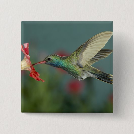 オス食べ物を与えはアリゾナ州マデラ・キャニオンにあるペチュニアにいる。 缶バッジ (正面)