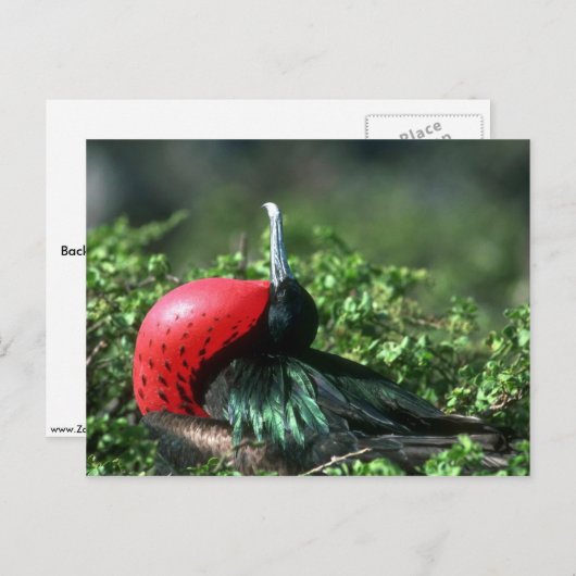 オス・フレート・バードの求愛行動 頸嚢が大きい ポストカード (正面/裏面)