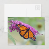 オス(昆虫)オオカバマダラ、モナークオンバタフライブッシュ ポストカード (正面/裏面)
