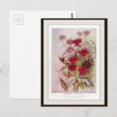 オズウィーゴーティー植物園のワイルドフラワー花のポストカード ポストカード (正面/裏面)