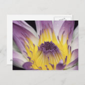 オセアニア、フィジー、パープルパナマパシフィカニンフェア ポストカード (正面/裏面)