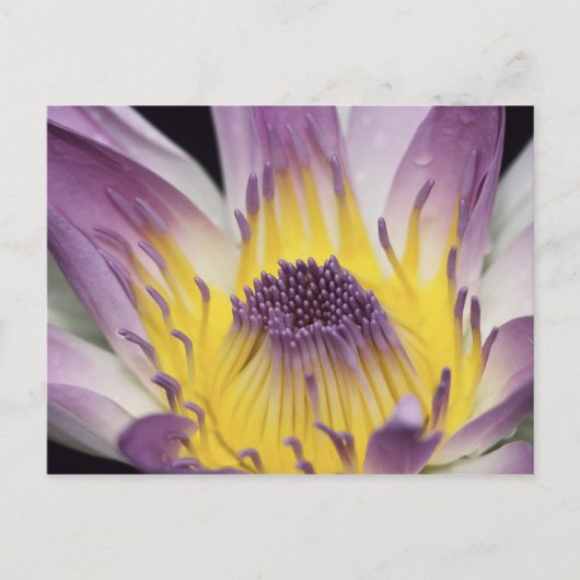 オセアニア、フィジー、パープルパナマパシフィカニンフェア ポストカード (正面)