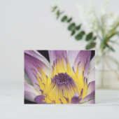 オセアニア、フィジー、パープルパナマパシフィカニンフェア ポストカード (スタンド正面)