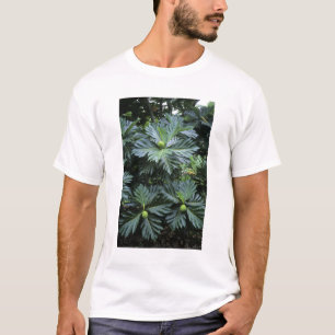 オセアニア, 南太平洋, フランス領ポリネシア, Tシャツ
