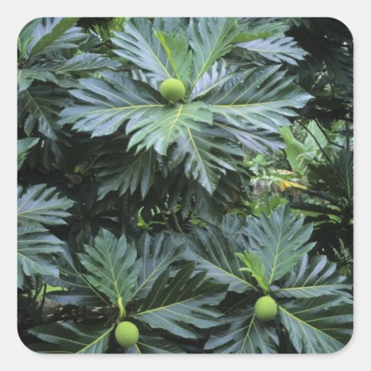 オセアニア,南太平洋,ポリネシアフランスの, スクエアシール (正面)