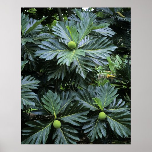 オセアニア，南太平洋，ポリネシアフランスの, ポスター (正面)