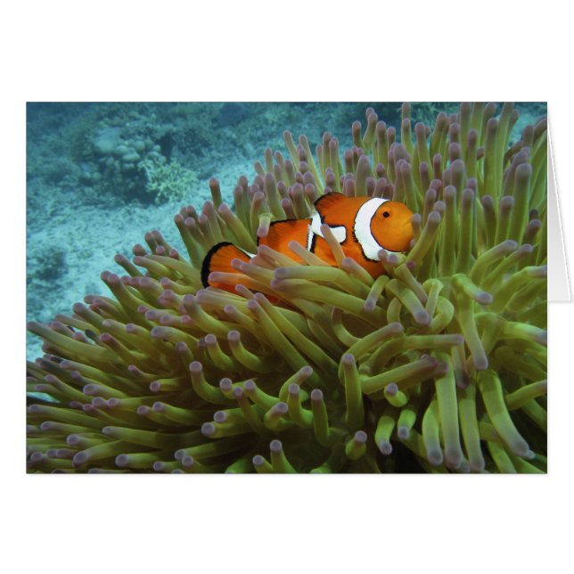 オセラリスカクレクマノミ (Amphiprion ocellaris) (正面横)
