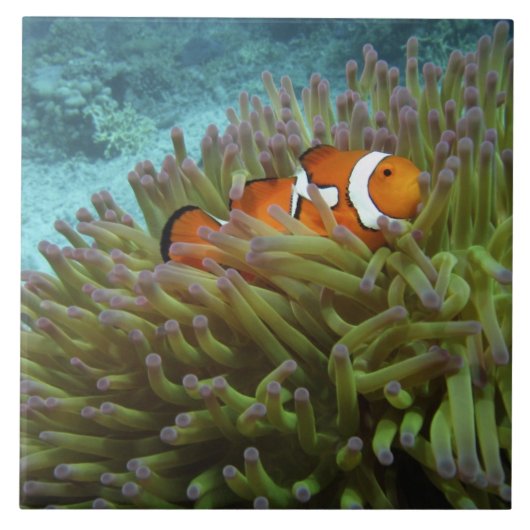 オセラリスカクレクマノミ ( Amphiprion ocellaris ) タイル (正面)