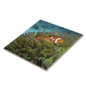 オセラリスカクレクマノミ ( Amphiprion ocellaris ) タイル (側面)