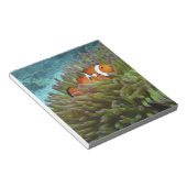 オセラリスカクレクマノミ (Amphiprion ocellaris) ノートパッド (アングル)