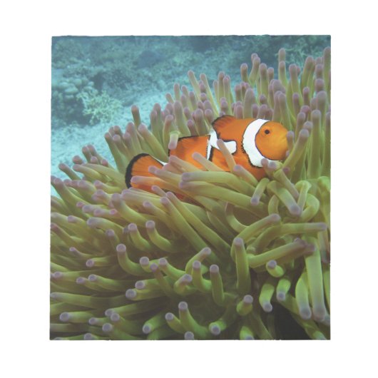 オセラリスカクレクマノミ (Amphiprion ocellaris) ノートパッド (正面)