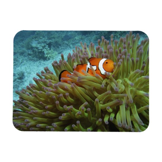 オセラリスカクレクマノミ (Amphiprion ocellaris) マグネット (横)