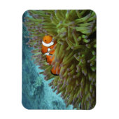 オセラリスカクレクマノミ (Amphiprion ocellaris) マグネット (縦)