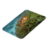 オセラリスカクレクマノミ (Amphiprion ocellaris) マグネット (左側)