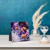 オセラリスピエノフィッシュ |オケラリス フォトプラーク (インサイチュ)