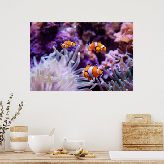 オセラリスピエノフィッシュ |オケラリス ポスター (キッチン)