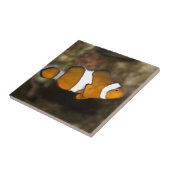 オセラリス・クラウンフィッシュ タイル (側面)