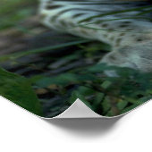 オセロットが横たわる ポスター (角)