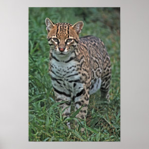 オセロットのLeopardusのpardalis)中央アメリカ ポスター