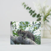 オセロットベビー登山木 ポストカード (スタンド正面)