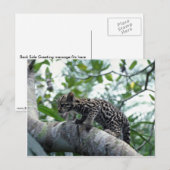 オセロットベビー登山木 ポストカード (正面/裏面)