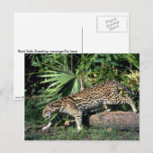 オセロット ポストカード (正面/裏面)