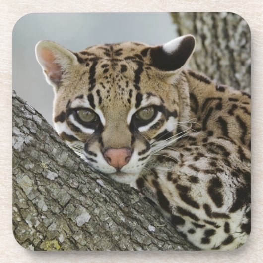 オセロット, Felis pardalis, 飼育下, メス休息中 2 コースター (正面)