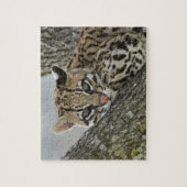 オセロット, Felis pardalis, 飼育下, メス休息中 2 ジグソーパズル (縦)
