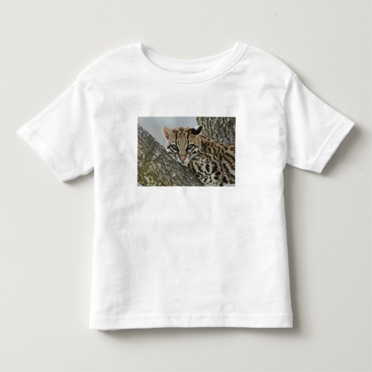 オセロット, Felis pardalis, 飼育下, メス休息中 2 トドラーTシャツ (正面)