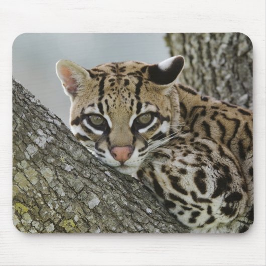 オセロット, Felis pardalis, 飼育下, メス休息中 2 マウスパッド (正面)