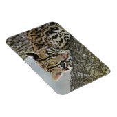 オセロット, Felis pardalis, 飼育下, メス休息中 2 マグネット (右側)
