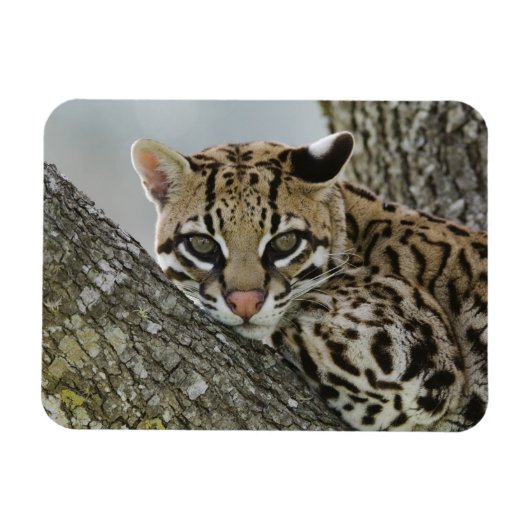 オセロット, Felis pardalis, 飼育下, メス休息中 2 マグネット (横)