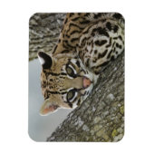 オセロット, Felis pardalis, 飼育下, メス休息中 2 マグネット (縦)